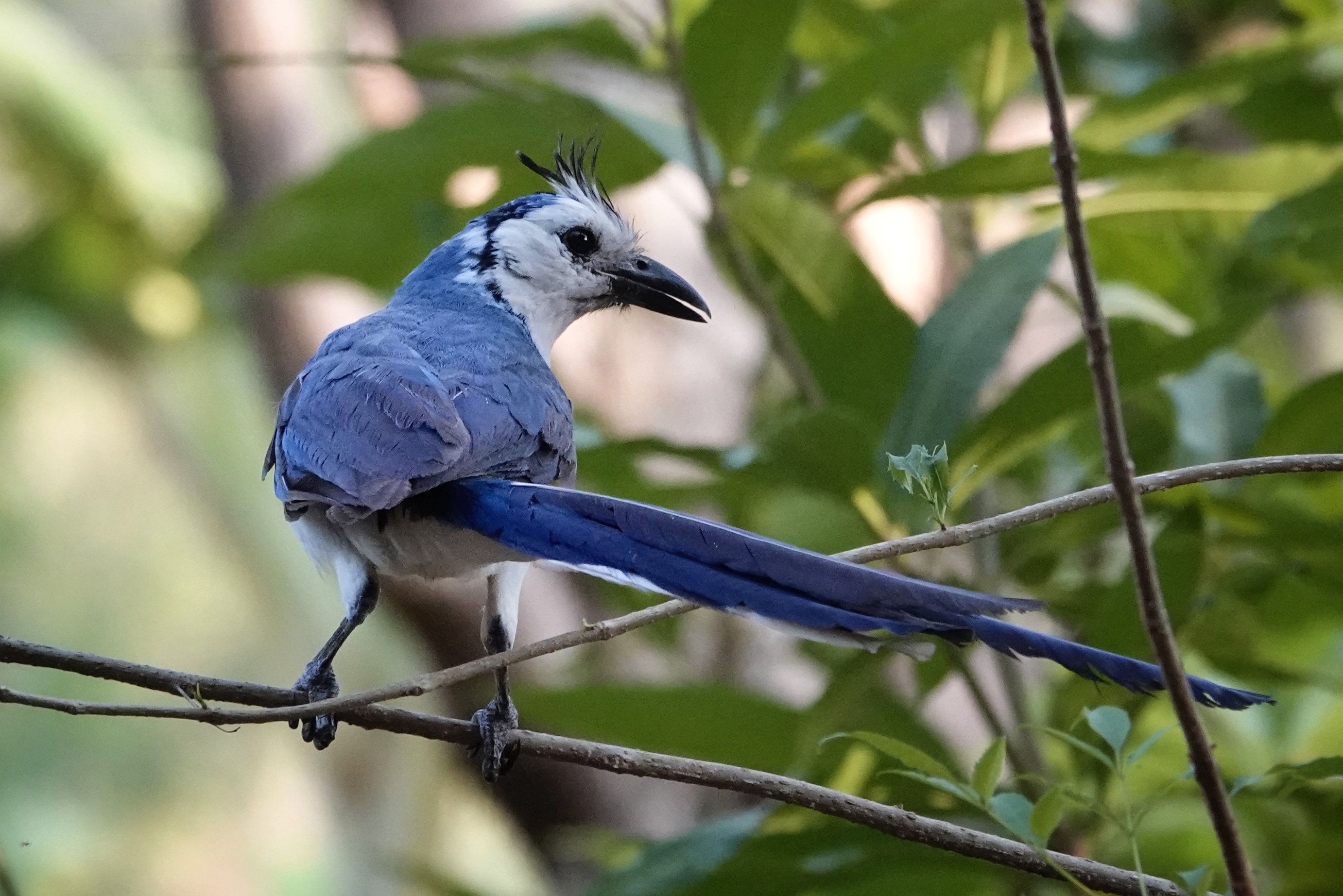 Oiseau bleu sur l'île d'Ometepe